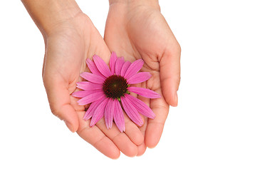 Image showing Hands of young woman holding Echinacea flower