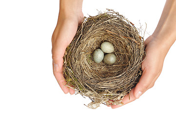 Image showing Young woman holding blackbird nest over white background