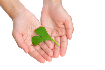 Image showing Hands of young woman holding ginkgo leaf