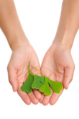 Image showing Hands of young woman holding ginkgo leaf