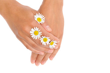 Image showing Hands of young woman with chamomile flower heads