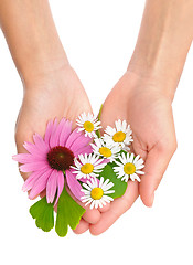 Image showing Hands of young woman holding herbs – echinacea, ginkgo, chamomile