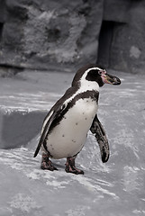 Image showing Walking Penguin