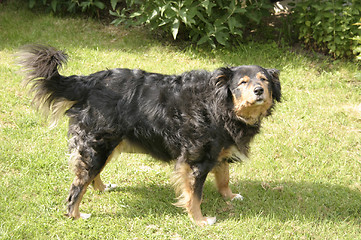 Image showing dog sniffing the air