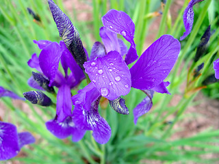 Image showing iris flower with water drops