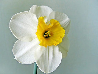 Image showing flower of white daffodils (narcissus)