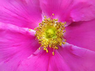 Image showing dog rose close up background