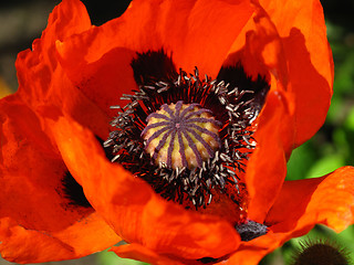 Image showing blooming red poppy close up   