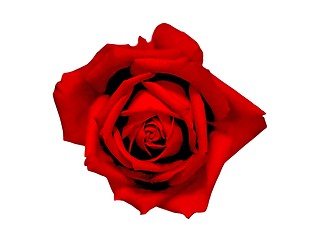 Image showing beautiful red rose