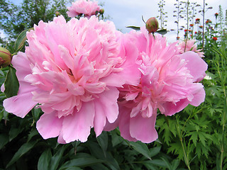 Image showing pink flowers of peony 