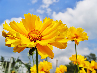 Image showing yellow flowers in sammer garden