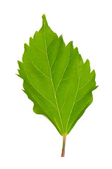 Image showing Hibiscus leaf