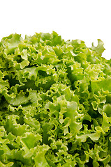 Image showing Lettuce salad leaves