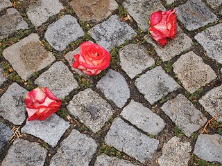 Image showing Three Roses