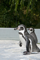 Image showing Magellanic Penguin