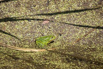 Image showing Green frog.