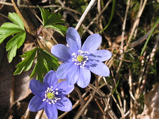 Image showing Hepatica