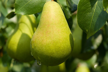 Image showing Pears.