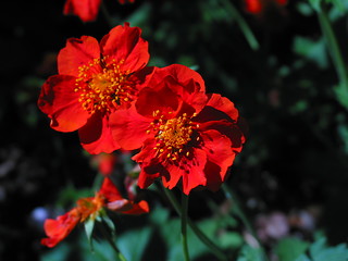 Image showing red flower