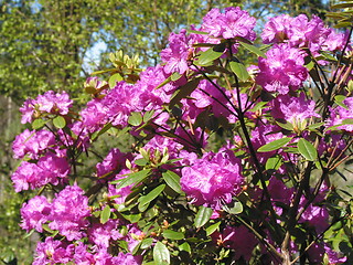 Image showing Rhododendron P.J. Mezitt