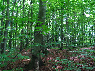 Image showing Forrest in spring