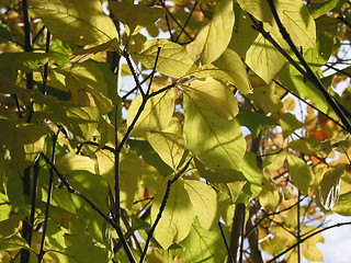 Image showing Autum leaves in the sun