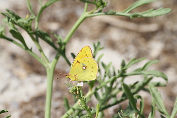 Image showing Butterfly on plant