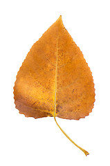 Image showing Fall leaf