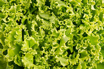Image showing Lettuce salad leaves