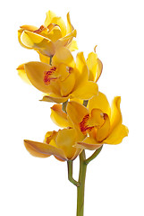 Image showing Fresh bright yellow orchid