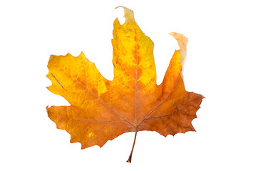 Image showing Maple-leaf