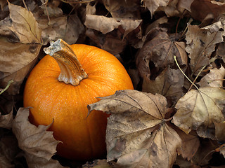 Image showing Pumpkin in leaves