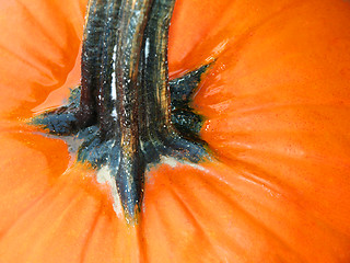 Image showing Pumpkin up close