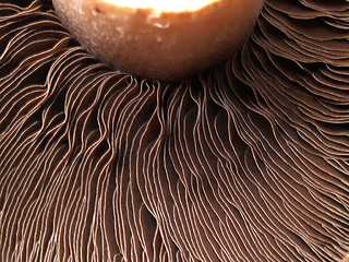 Image showing Mushroom