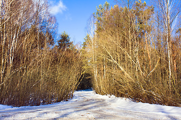 Image showing Snow-covered road to wood 