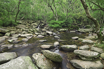 Image showing cascade of water through forest