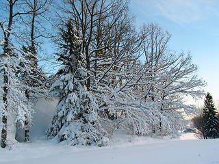 Image showing Winter