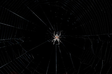 Image showing Hunting spider on the web