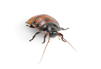 Image showing Madagascar cockroach