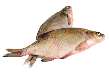 Image showing Two fresh freshwater fish