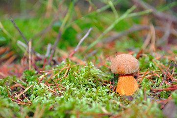 Image showing Mushroom in the moss