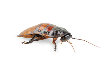 Image showing Madagascar cockroach