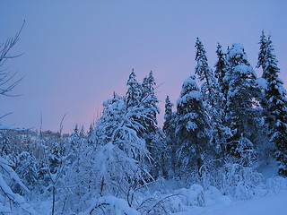 Image showing Evening in winter