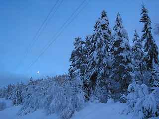 Image showing Winter forest in evening