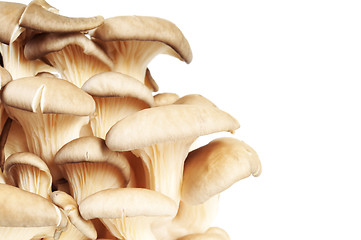 Image showing Bunch of mushrooms - Oyster