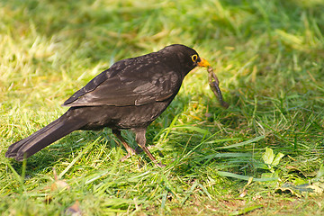 Image showing blackbird knotting a worm