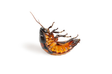 Image showing Madagascar cockroach, lying on his back