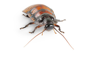 Image showing Madagascar cockroach