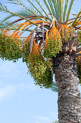 Image showing Date palm