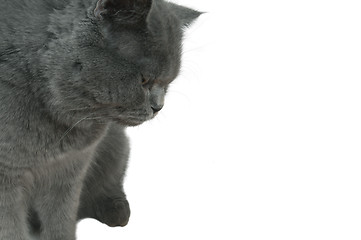 Image showing Gray cat looking at something.